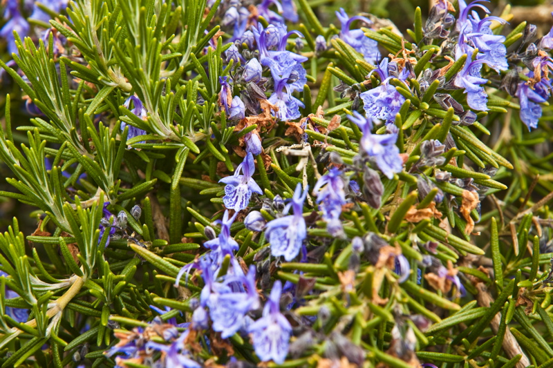 _mg_8515.jpg