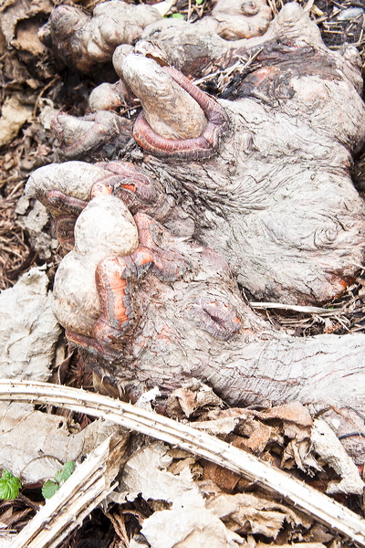 _mg_7978.jpg