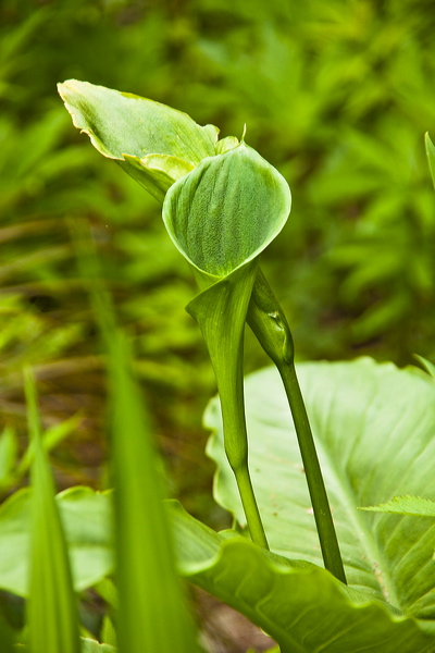 _mg_9718.jpg
