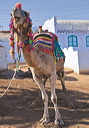 pl_mg_1446
