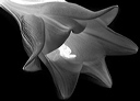 bw_sw_b_06