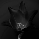 bw_sw_b_07