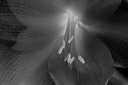 bw_sw_b_12