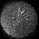bw_sw_b_14