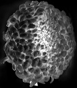 bw_sw_b_15