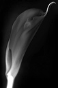 bw_sw_b_17