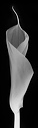 bw_sw_b_18