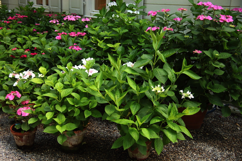 008814.jpg