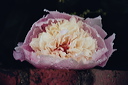 004044