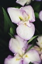 004045