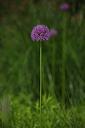 004071