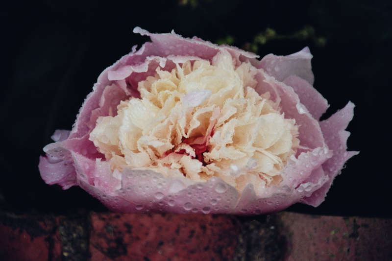 004044.jpg