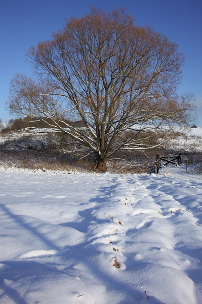 009794.jpg