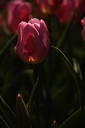 003913