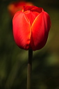 003919