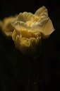 003929