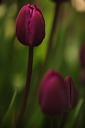 003935