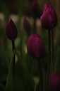 003936
