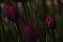 003937