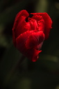 003941