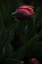 003946