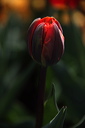 003948