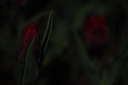 003955