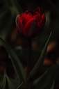 003965