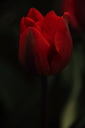 003971
