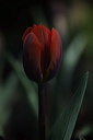 003974
