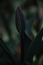 003975