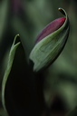 003976