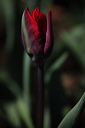 003979