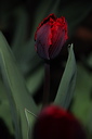 003980