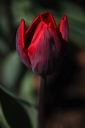 003981