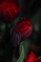 003983