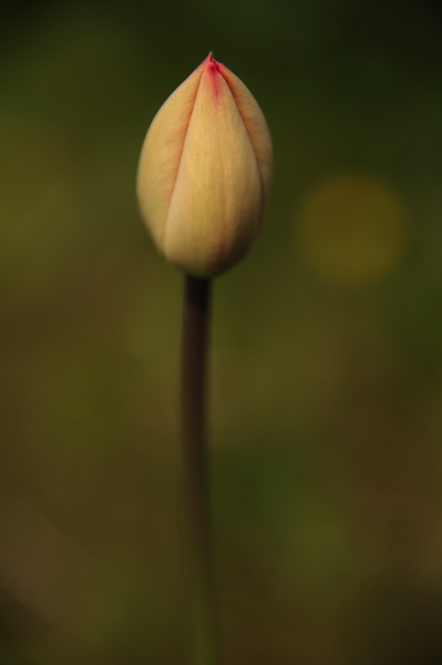 003917.jpg