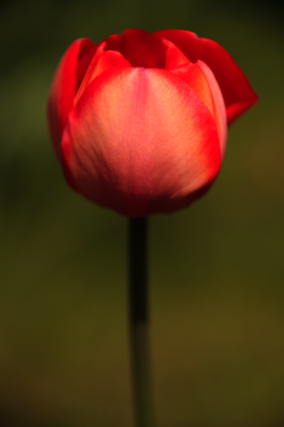 003918.jpg