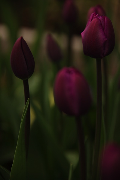 003936.jpg