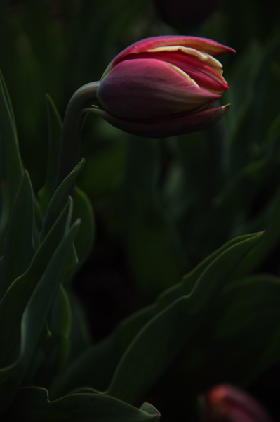 003946.jpg