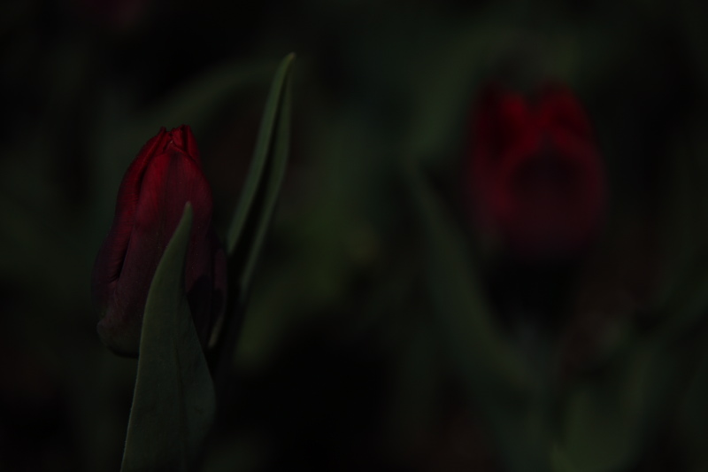 003955.jpg