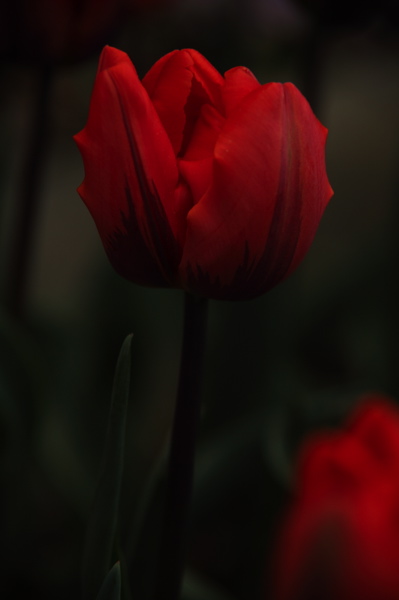 003969.jpg