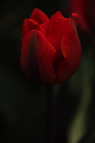 003971.jpg