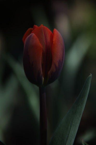 003974.jpg