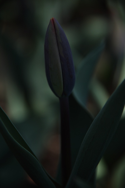 003975.jpg
