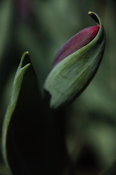 003976.jpg