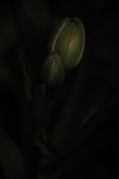003989.jpg