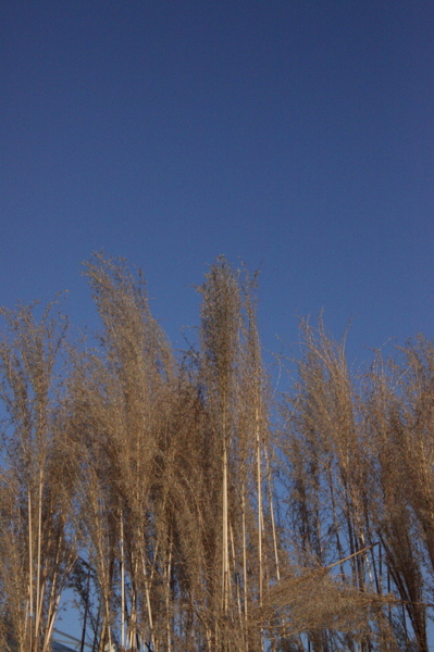 006023.jpg