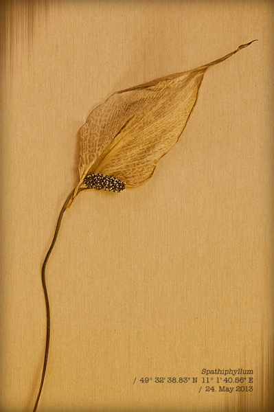 010147.jpg