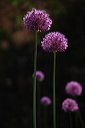 008077